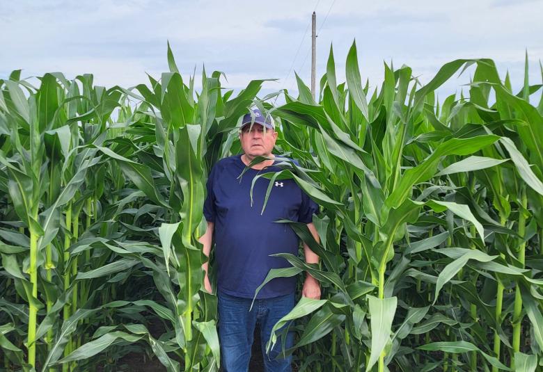 Oetken stands between two rows of corn, the stalks of which are about a foot taller than he is.
