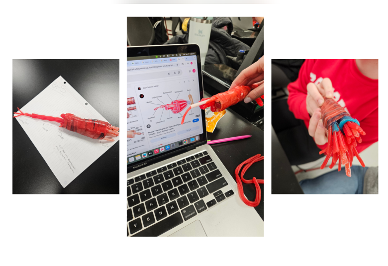 A collage of three photos showing muscle fiber models constructed out of red and blue candy.