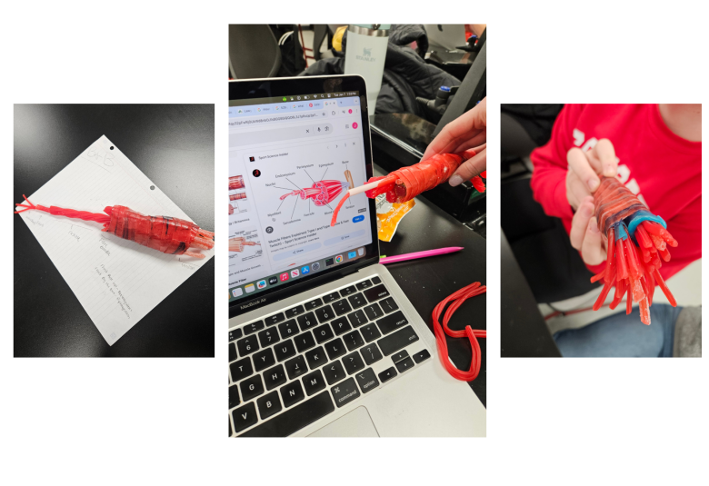 A collage of three photos showing muscle fiber models constructed out of red and blue candy.