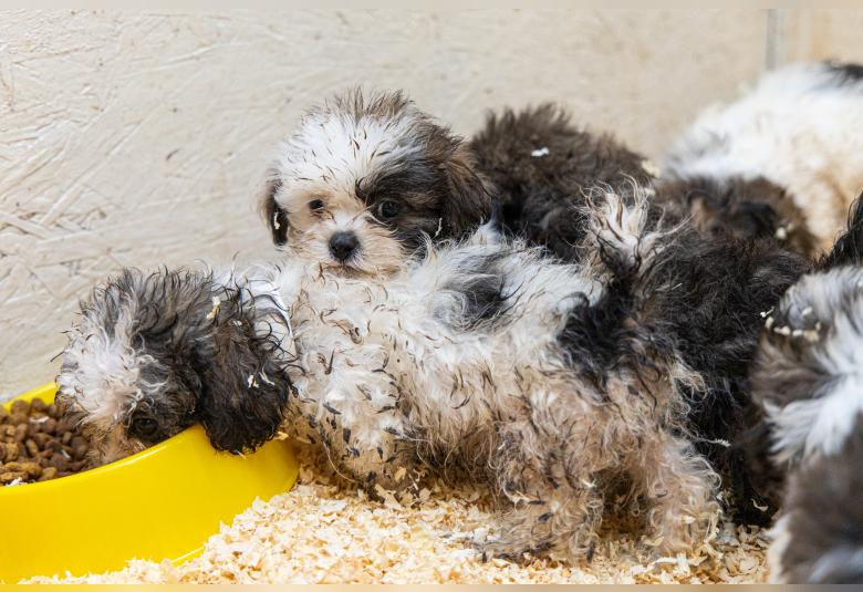 Photos Courtesy of The Animal Rescue League of Iowa