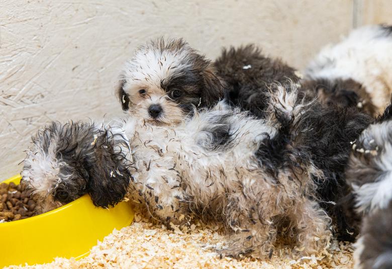 Photos Courtesy of The Animal Rescue League of Iowa
